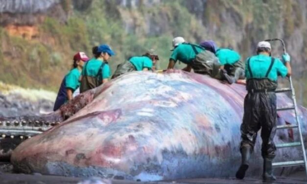 ‘Floating Gold’ Worth Over $500,000 Found Inside Washed-Up Sperm Whale