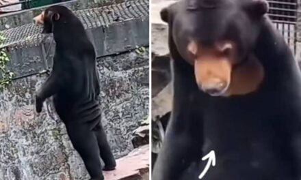 Chinese zoo denies its bears are humans in costume