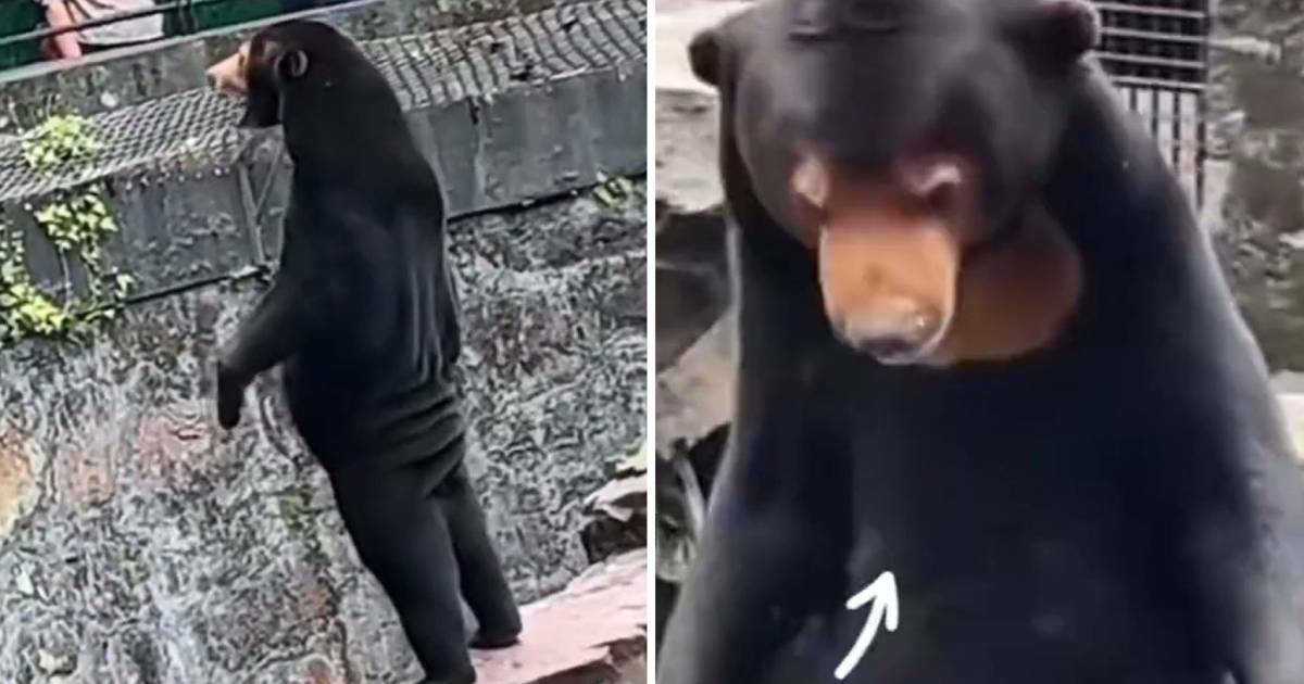 Chinese zoo denies its bears are humans in costume