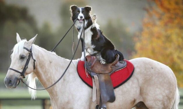 Piggyback riders: Funny photos of lazy hitchhiking animals