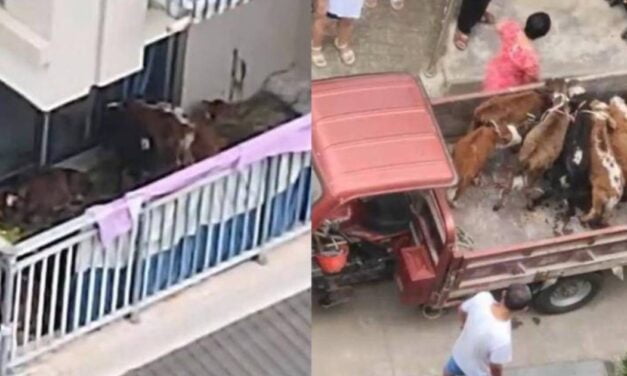 Farmer Moves to the Big City, Tries to Raise Cattle on Apartment Balcony