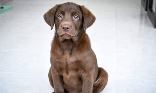 Labrador Becomes First Dog to Be Treated for Canine Alcohol Addiction