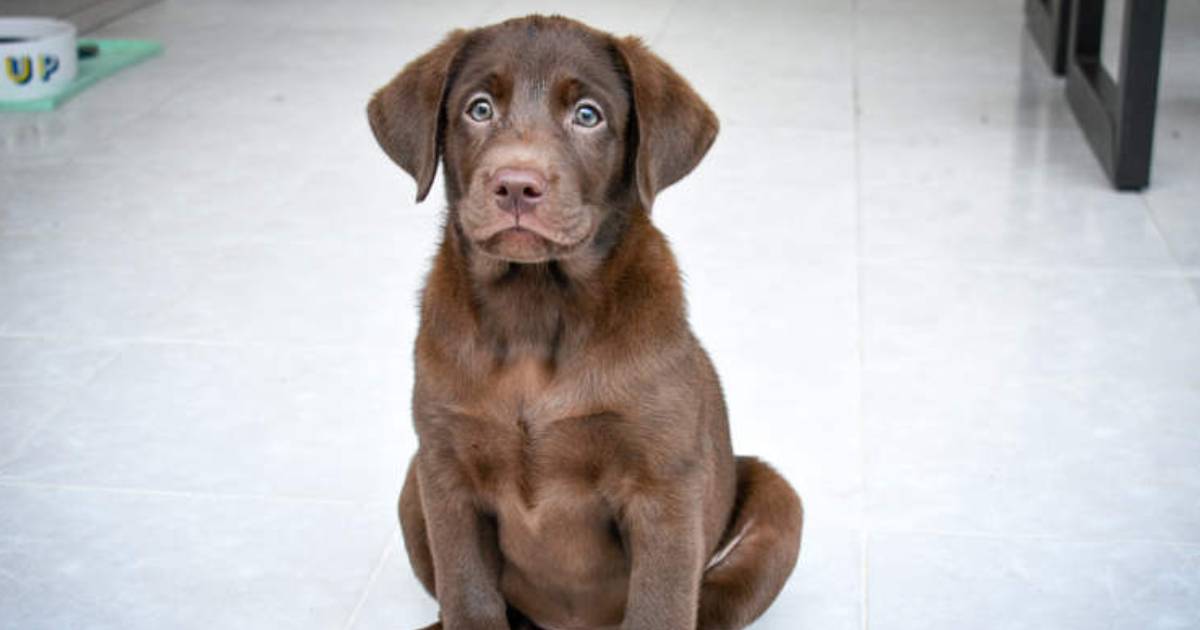 Labrador Becomes First Dog to Be Treated for Canine Alcohol Addiction