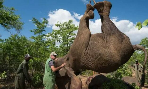 There’s a Really Good Reason This Elephant’s Being Lifted by a Crane