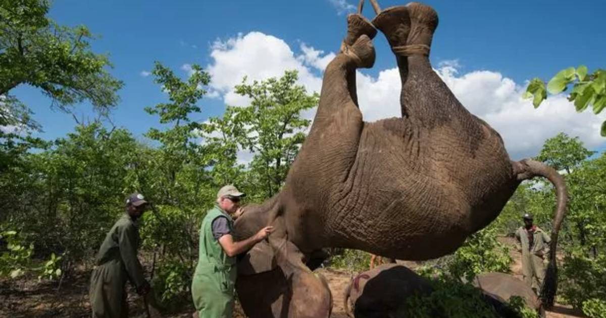 There’s a Really Good Reason This Elephant’s Being Lifted by a Crane