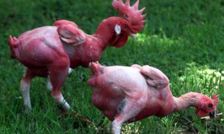 Ready to Cook – The Controversial World of Featherless Chicken