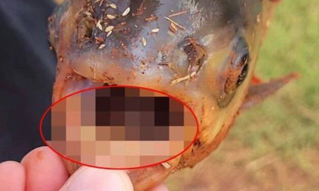 Oklahoma Boy Discovers ‘Terrifying’ Fish With Humanlike Teeth In Pond