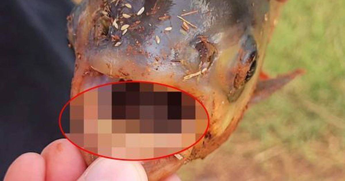 Oklahoma Boy Discovers ‘Terrifying’ Fish With Humanlike Teeth In Pond