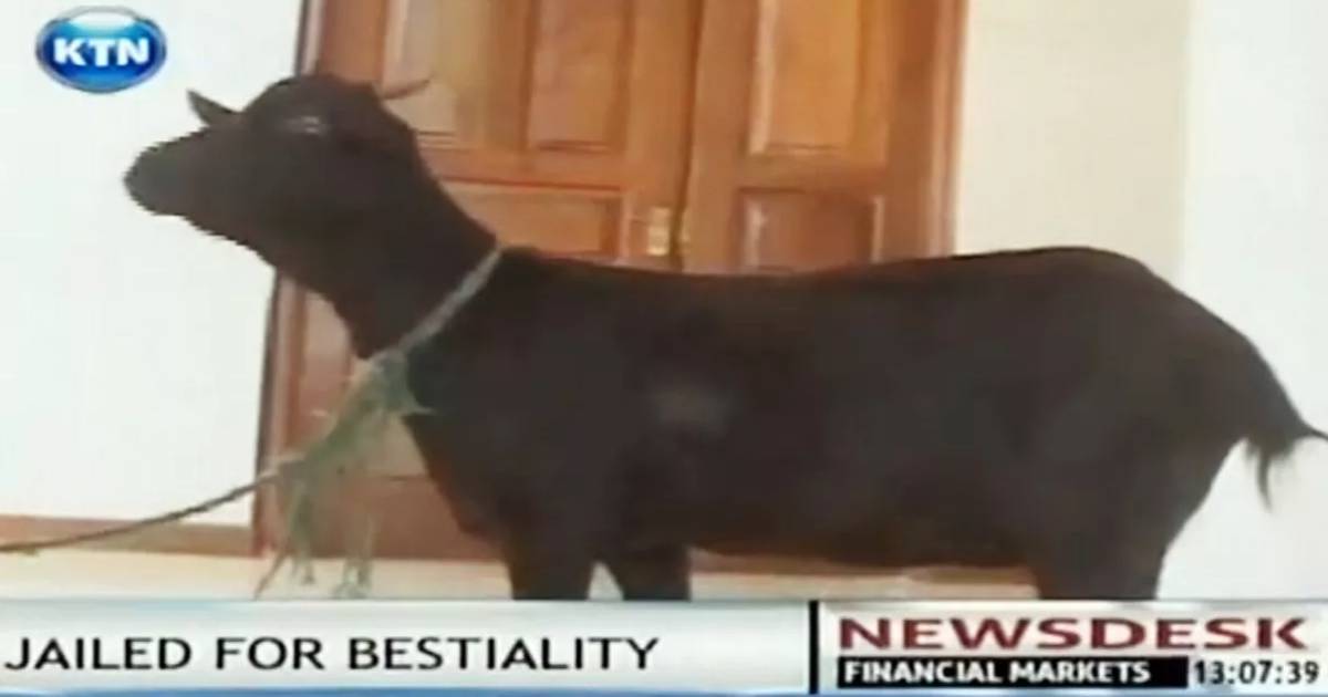Man who had sex with goat faces his victim – when the animal is presented as a WITNESS in court