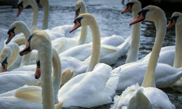 Poppy Farmers Struggle to Get Rid of “Opium-Addicted” Swans