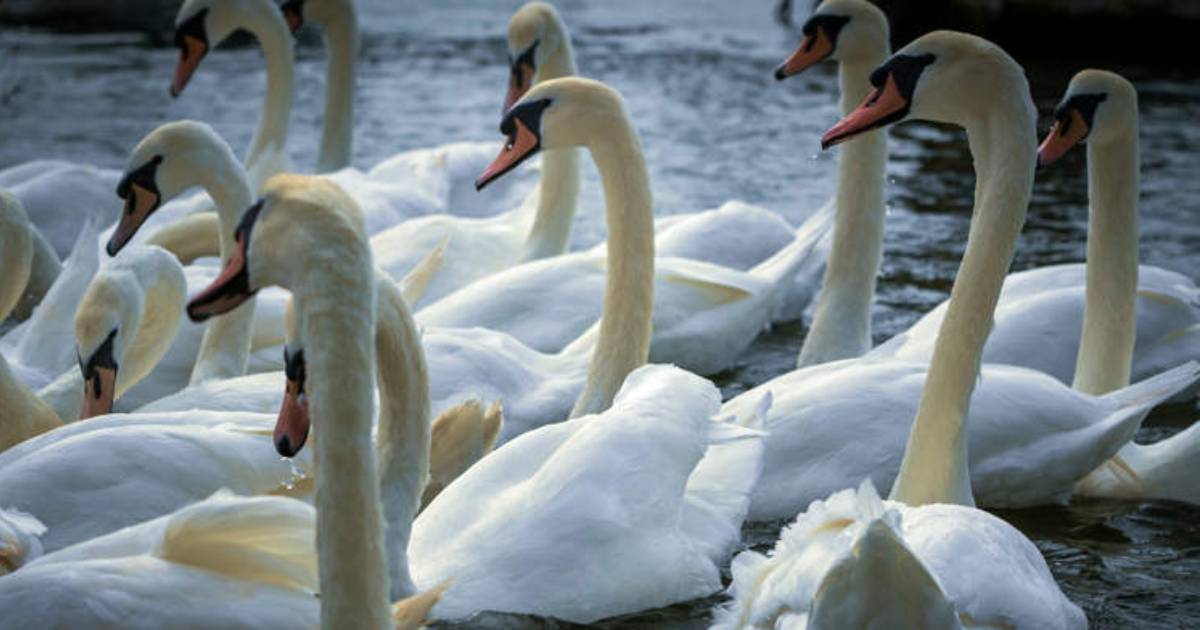 Poppy Farmers Struggle to Get Rid of “Opium-Addicted” Swans