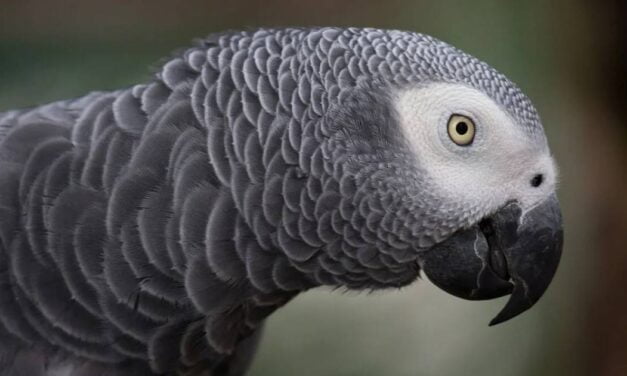 British parrot missing for four years returns home speaking Spanish