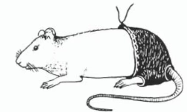 The Sexual Frustration of Rats in Polyester Pants