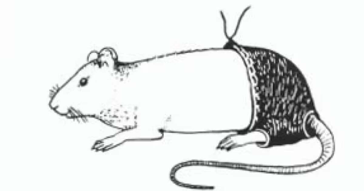 The Sexual Frustration of Rats in Polyester Pants