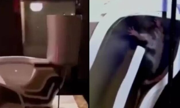 People are shocked after watching video showing how easy it is for a rat to climb through your toilet