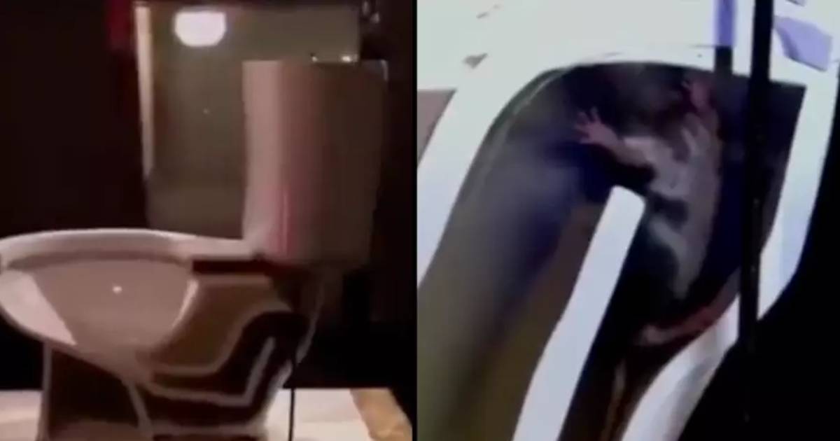 People are shocked after watching video showing how easy it is for a rat to climb through your toilet