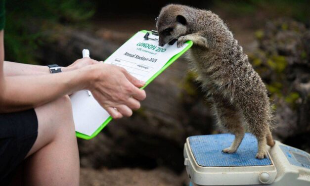 London Zoo Animals Step Onto The Scales For Their Annual Weigh-In