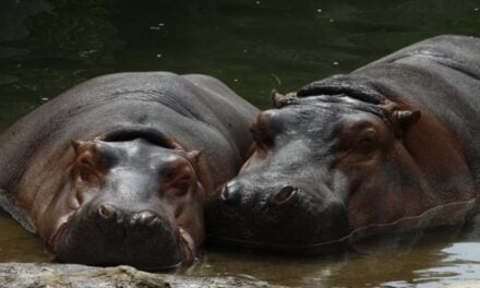 Pablo Escobar’s “Cocaine Hippos” Pose Serious Threat to Colombia’s Environment