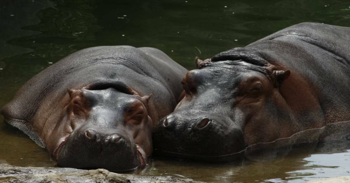 Pablo Escobar’s “Cocaine Hippos” Pose Serious Threat to Colombia’s Environment