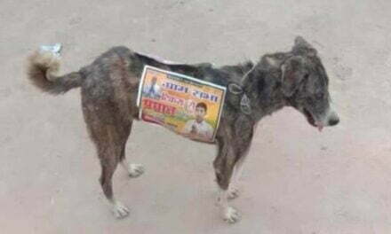 Political Candidates in India Are Using Stray Dogs as Walking Billboards