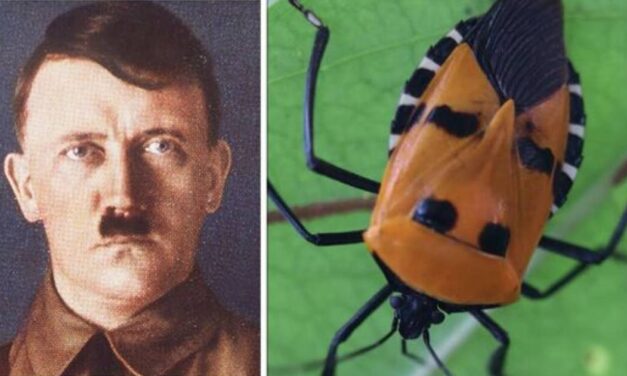 SCIENTISTS DEBATE WHETHER TO RENAME BUG NAMED AFTER ADOLF HITLER