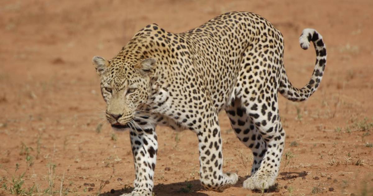 Mother Chases Leopard for Over a Mile, Fights It to Save Her Son