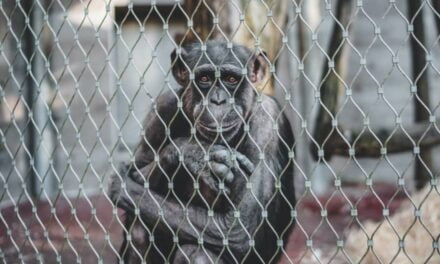 Woman Banned From Belgian Zoo Over “Relationship” With Chimpanzee