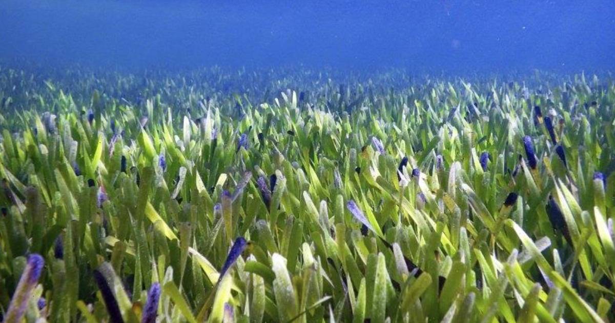 Scientists Discover World’s Largest Plant Covering Area Over 112 Miles in Size