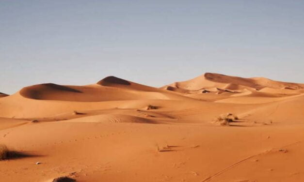 Startup Turns Desert Sand Into Fertile Soil in Just Seven Hours