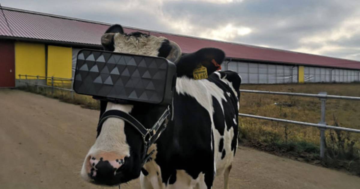 Farmer Makes His Cows Wear VR Goggles to Increase Milk Production