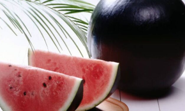 Densuke – The World’s Most Expensive Watermelon