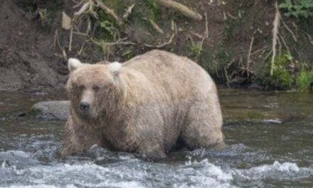 Don’t mess with this mama bear: Grazer easily wins popular Fat Bear Contest at Alaska national park