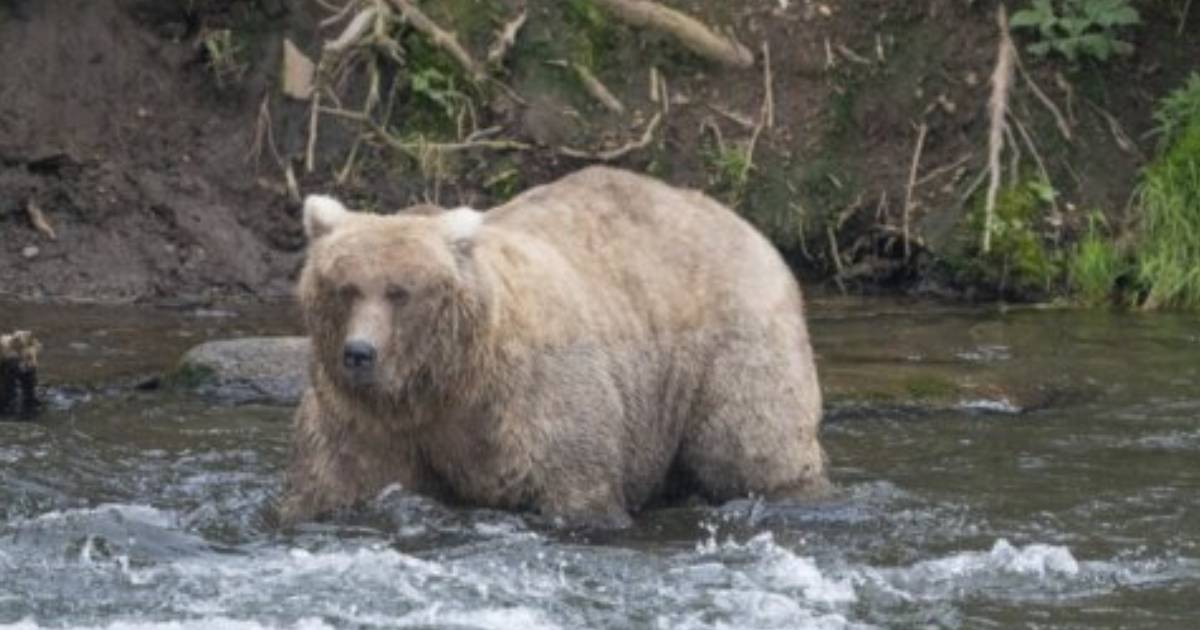 Don’t mess with this mama bear: Grazer easily wins popular Fat Bear Contest at Alaska national park