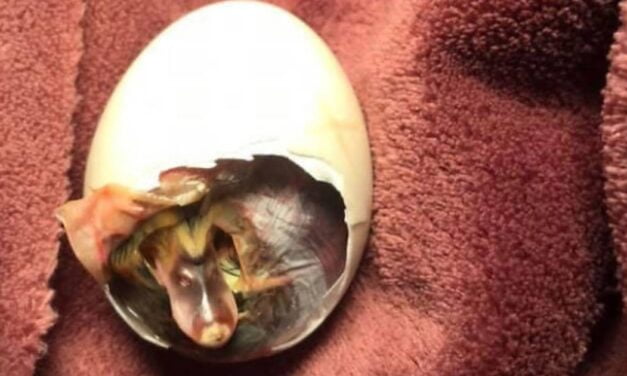 Woman Hatches Duck Egg by Carrying It in Her Bra for 35 Days