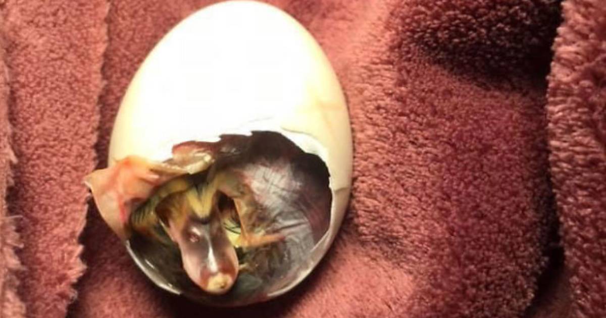 Woman Hatches Duck Egg by Carrying It in Her Bra for 35 Days