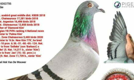 World’s Most Expensive Racing Pigeon Is Worth At Least $1.5 Million, Has Its Own Bodyguards