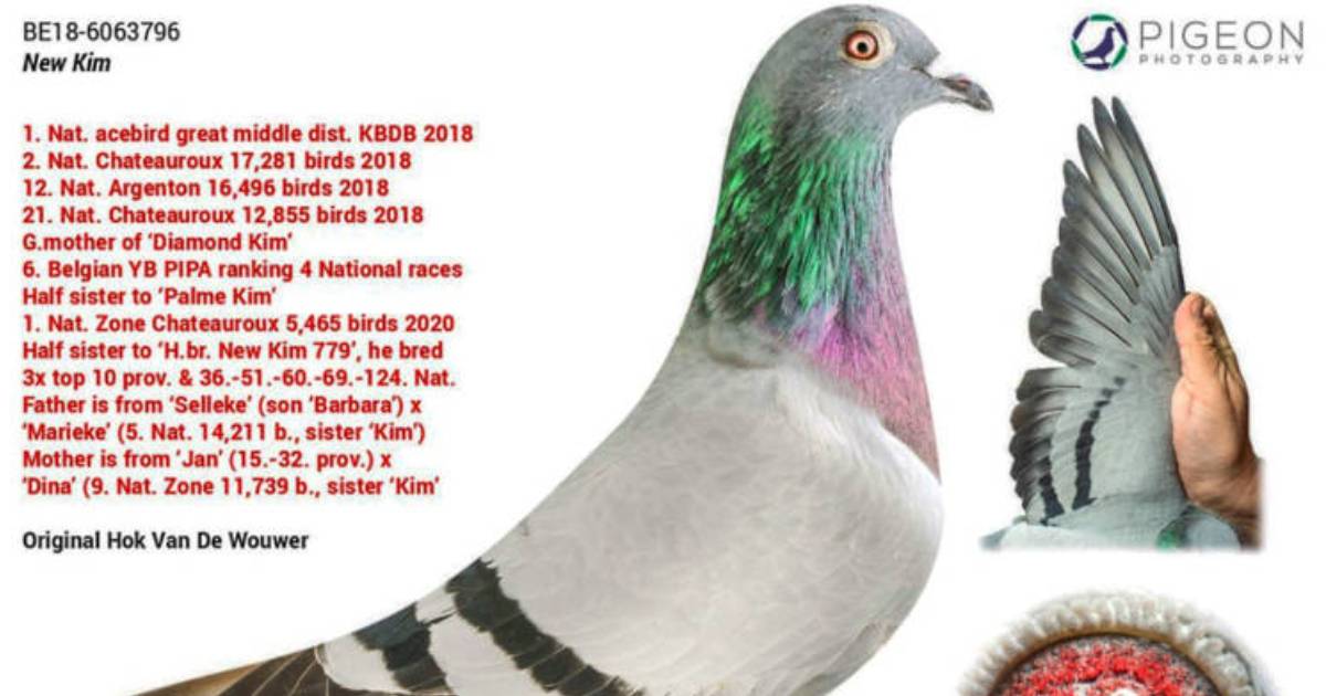 World’s Most Expensive Racing Pigeon Is Worth At Least $1.5 Million, Has Its Own Bodyguards