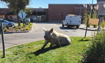Large Pig Named Fred Captured After Days Of Low-Level Crimes