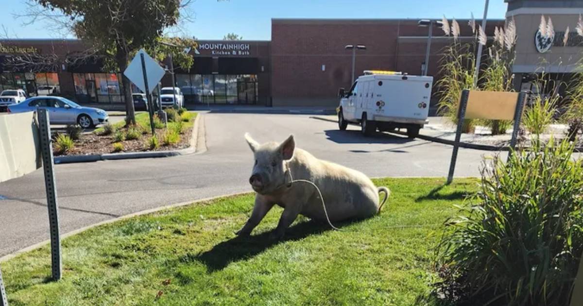 Large Pig Named Fred Captured After Days Of Low-Level Crimes