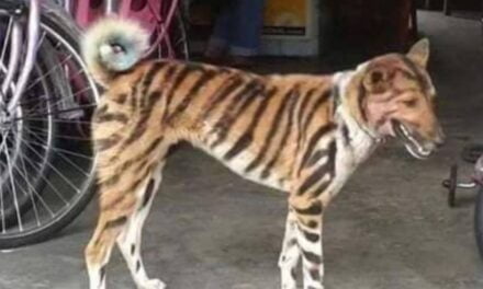 Farmer Paints His Dog Like a Tiger to Scare Away Invading Monkeys