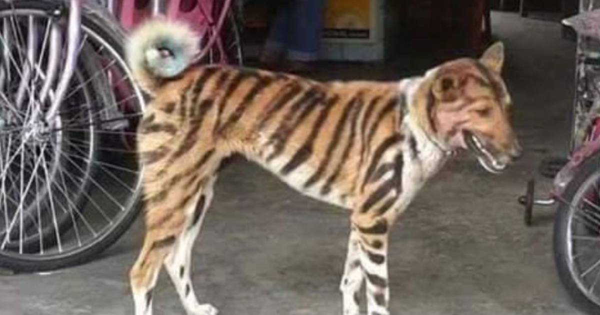 Farmer Paints His Dog Like a Tiger to Scare Away Invading Monkeys