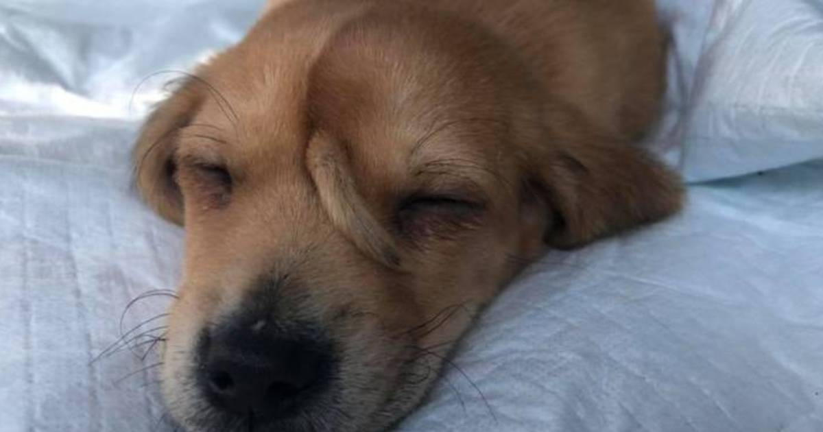 Meet Narwhal, the ‘Unicorn Puppy’ with a Tail Growing from His Forehead