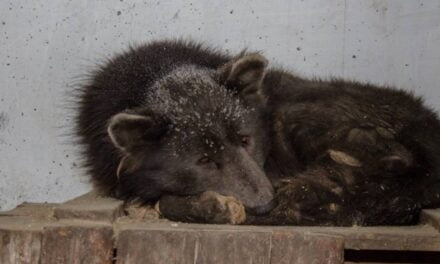 Real-Life ” Bear Dog” Found by Siberian Animal Shelter Has a Really Sad Story