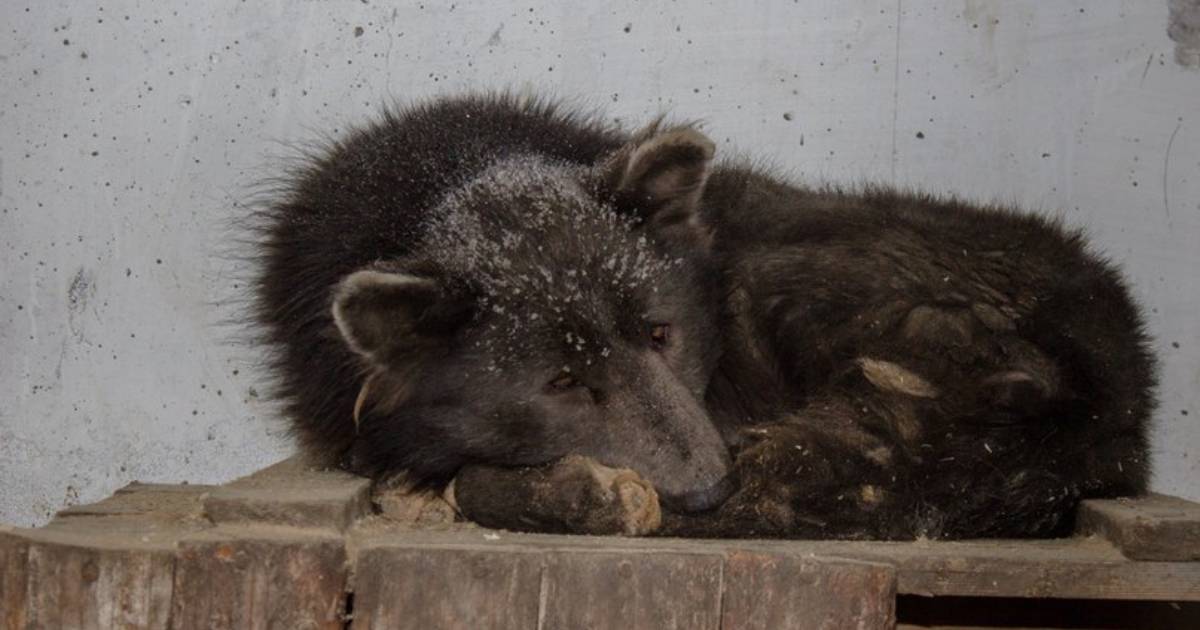 Real-Life ” Bear Dog” Found by Siberian Animal Shelter Has a Really Sad Story