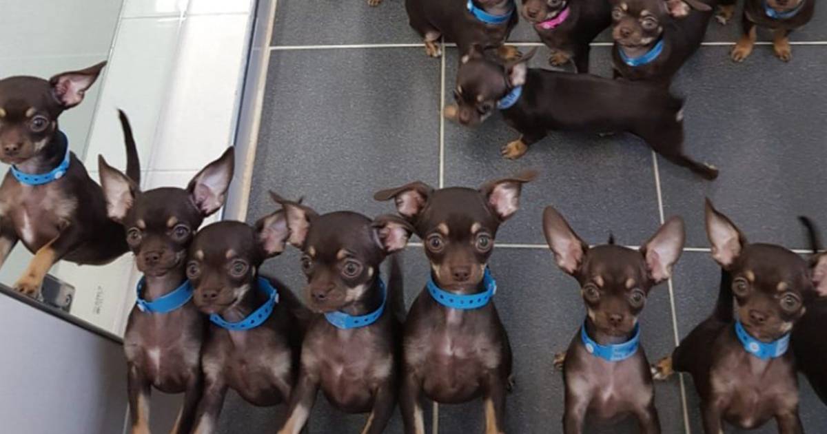 World’s Most Cloned Dog Has 49 Copies of Itself