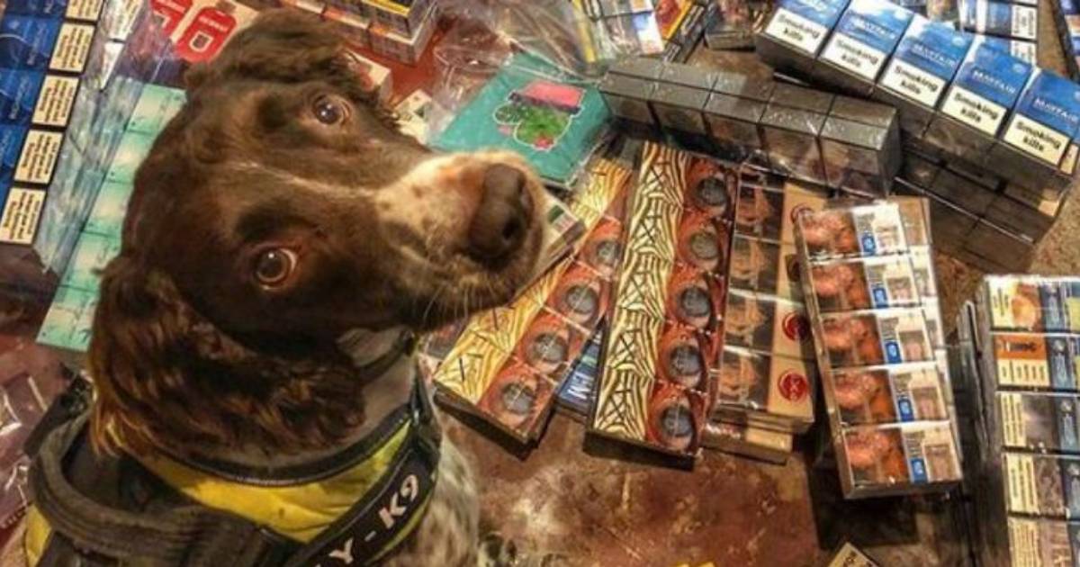 Elite Sniffer Dog Has $32,000 Bounty Put On His Head by Tobacco Smugglers