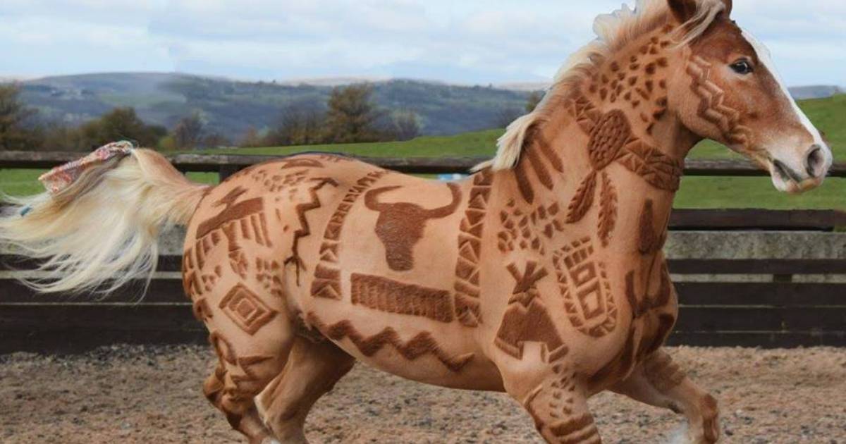 This “Horse Barber” Turns Horses into Living, Breathing Artworks