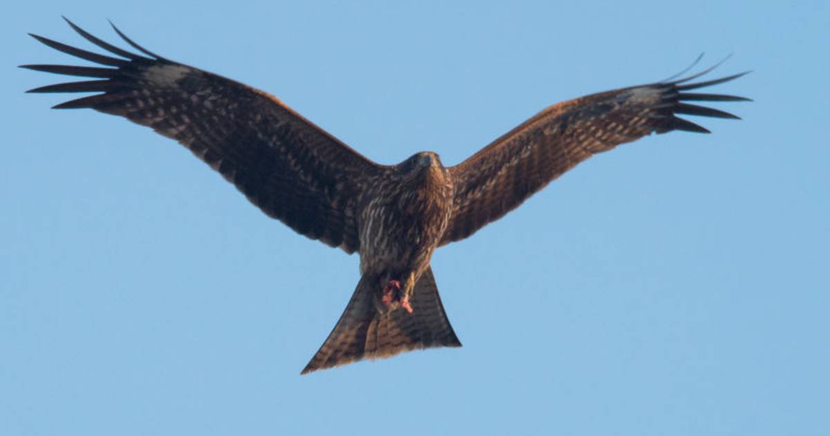 Australia’s “Firehawks” Deliberately Start Wildfires to Flush Out Prey