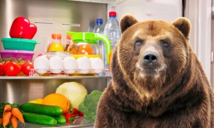 Russian Couple Share Their Home with a Full-Grown Brown Bear