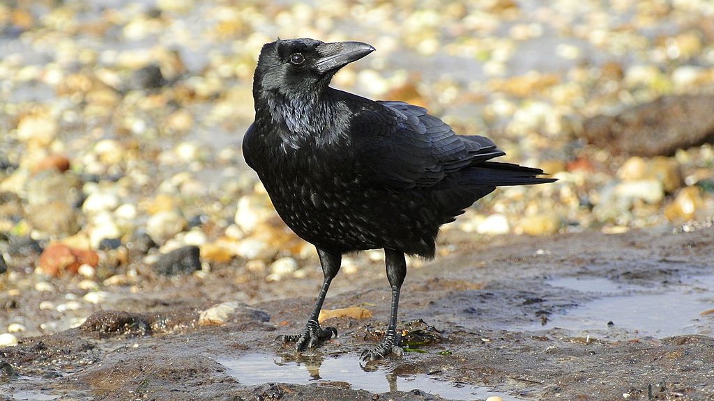 Japanese Professor Claims That Crows Respect Written “Do Not Enter” Signs